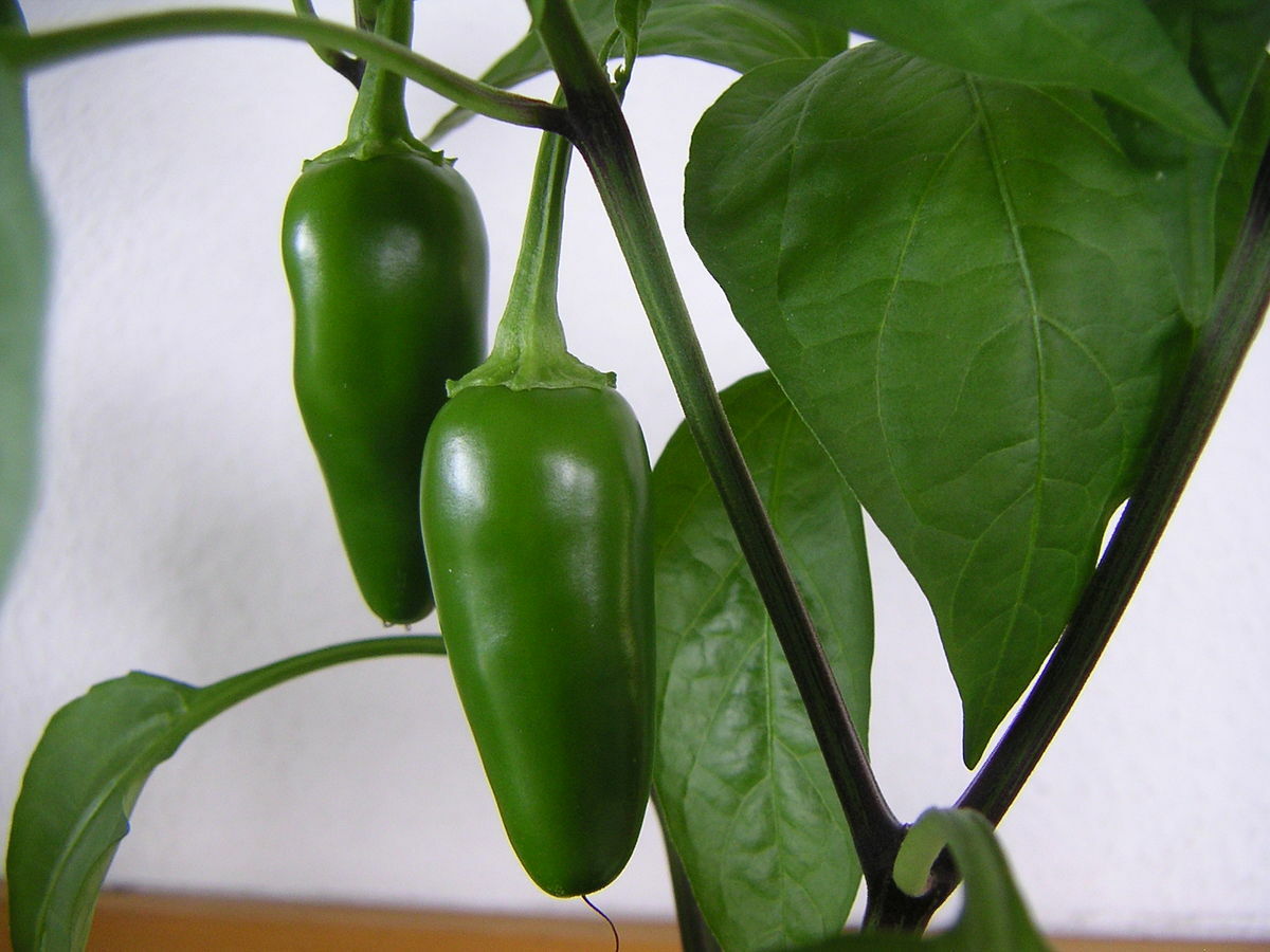 300 Jalapeno M Hot Spicy Pepper Vegetable Seeds NON-GMO USA SELLER FREE SHIPPING