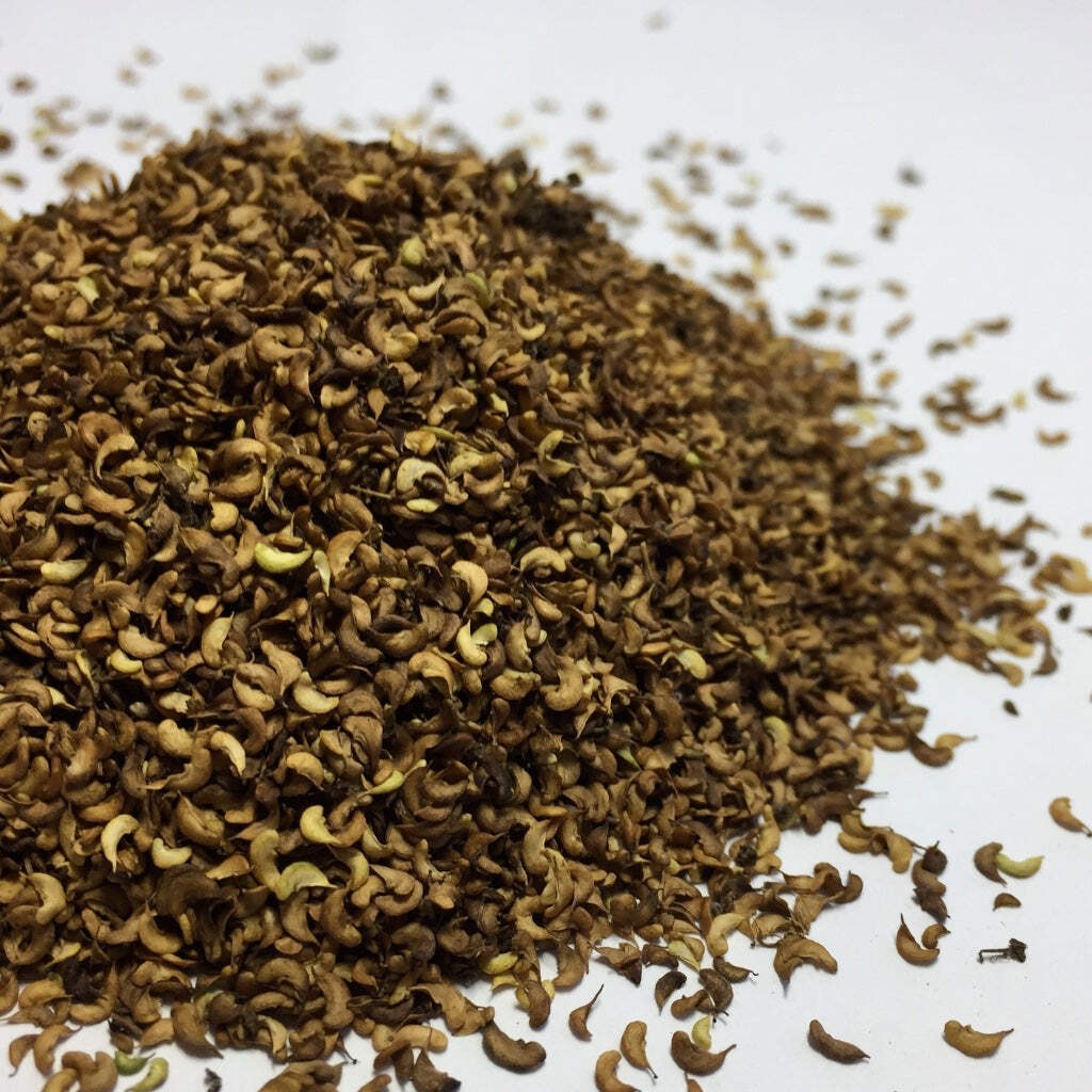 Meadowsweet Seeds (Filipendula ulmaria) ~Traditional Herb Native Pollinator