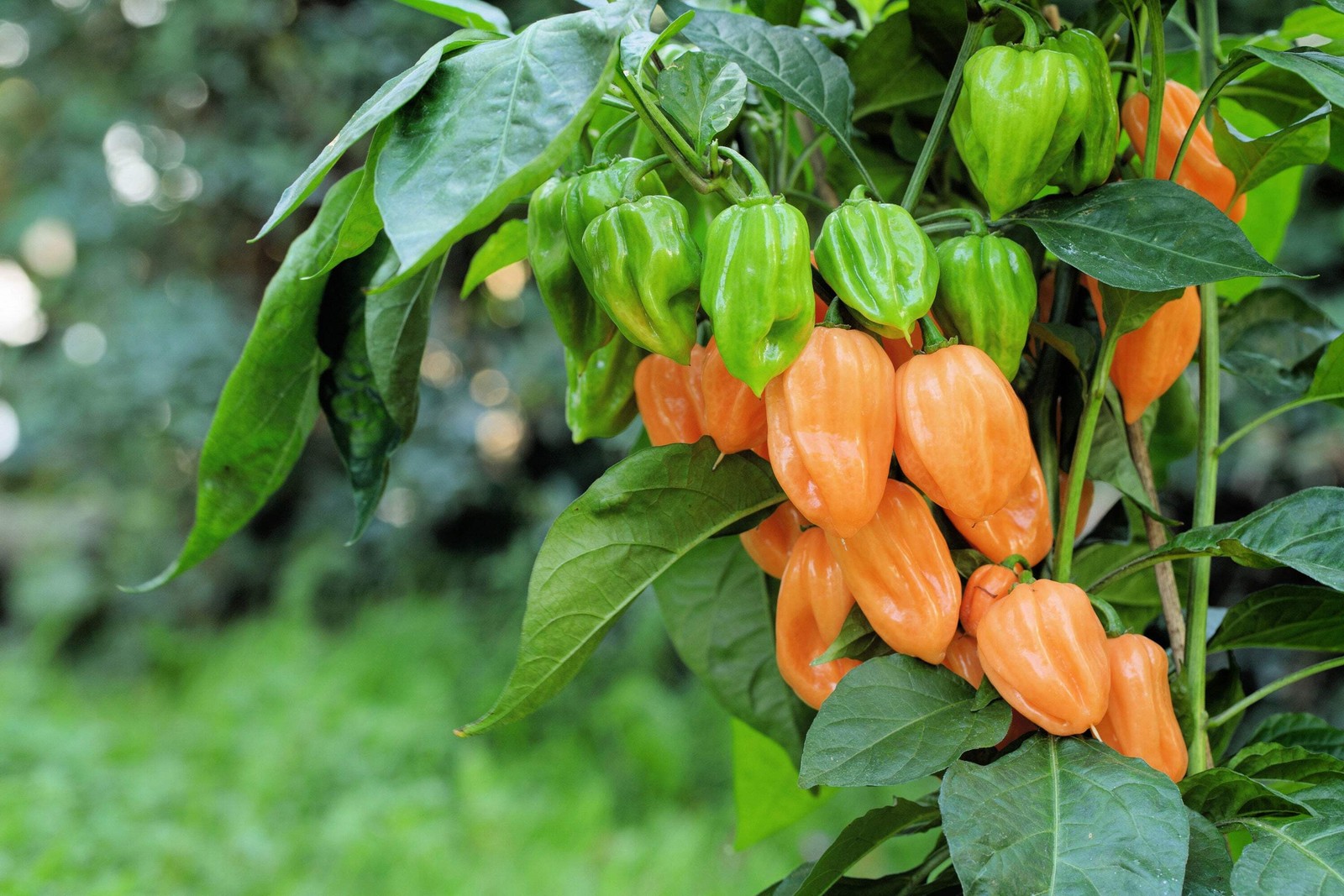 50 MIXED HOT HABANERO PEPPER Red Orange White Brown Mix Capsicum Chinense Seeds