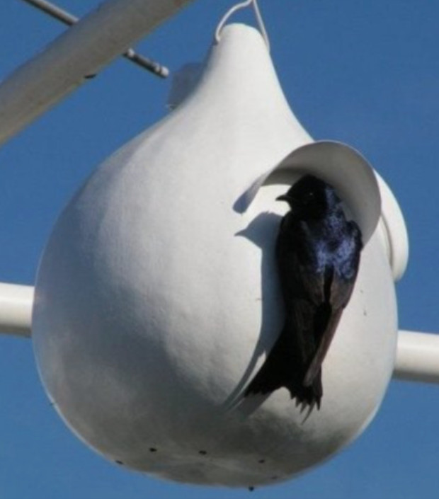 Gourd BIRDHOUSE MIX Martinhouse, Birdhouse, Speckled Swan DIY 3 Packs=50 Seeds!