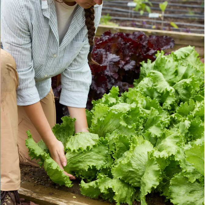 SEEDS – ICEBERG LETTUCE Vibrant Green Leaves Perfect for Tasty Salad or Sandwich
