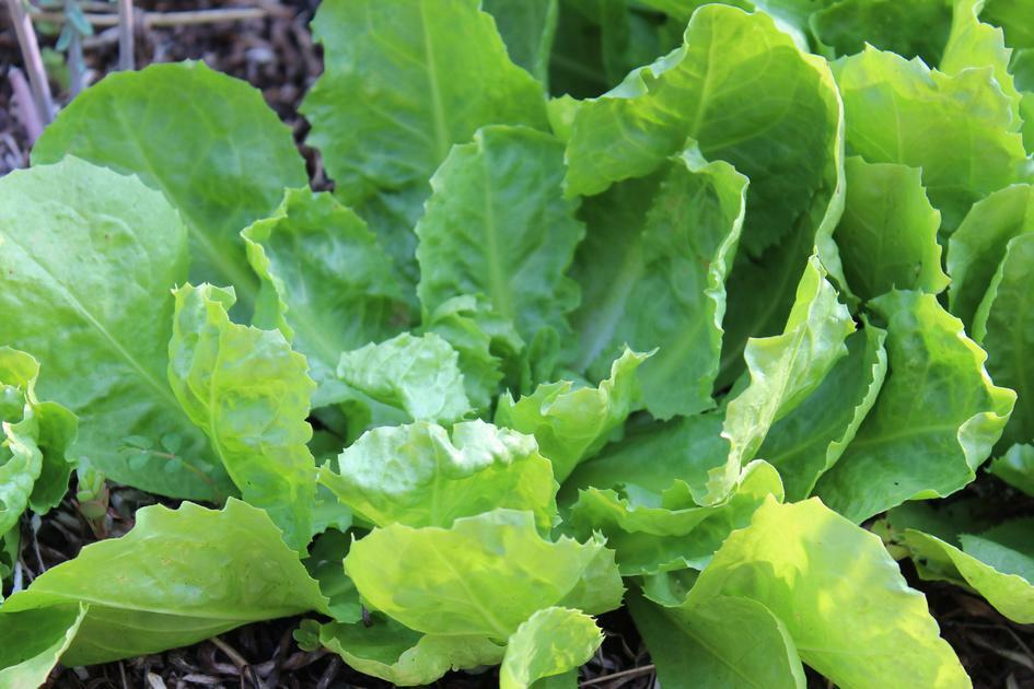 Endive Seeds, Escarole, Batavian Broadleaf, NON-GMO, Variety Sizes, FREE SHIP