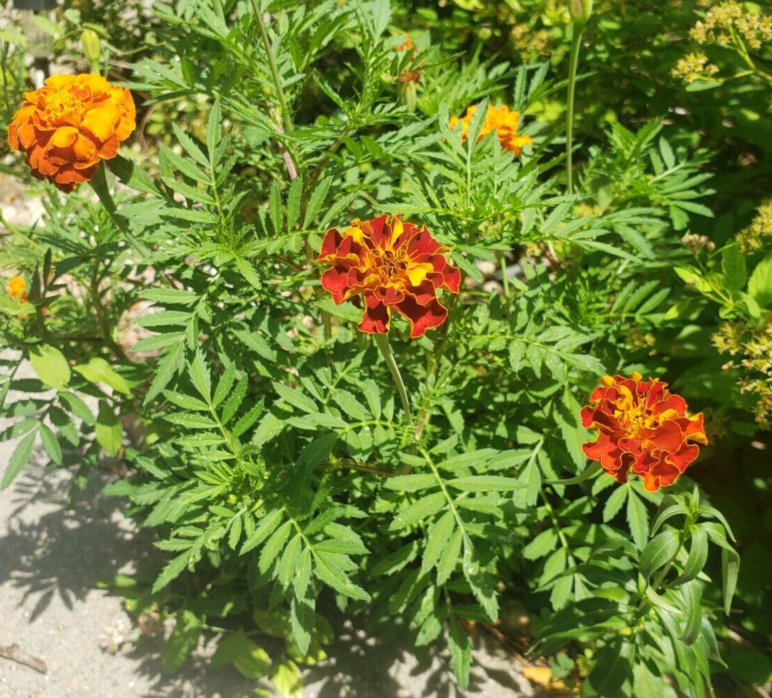 Sparky Mix Dwarf Marigold (200+ seeds) – drought tolerant and easy to grow!