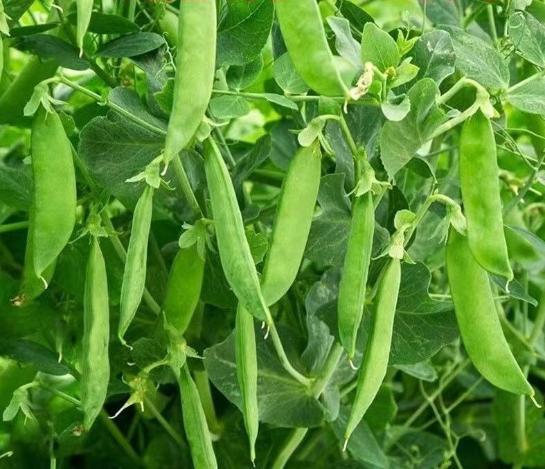 20+Super Sugar Snap Pea Seeds Green Sweet pea Garden Pea Heirloom Fresh USA