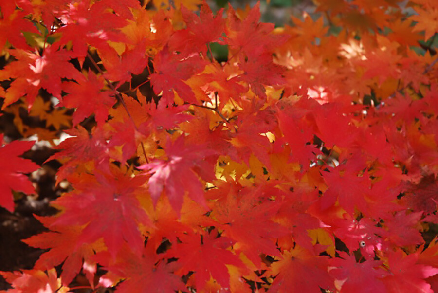 Korean Maple, Acer pseudosieboldianum, Tree Seeds