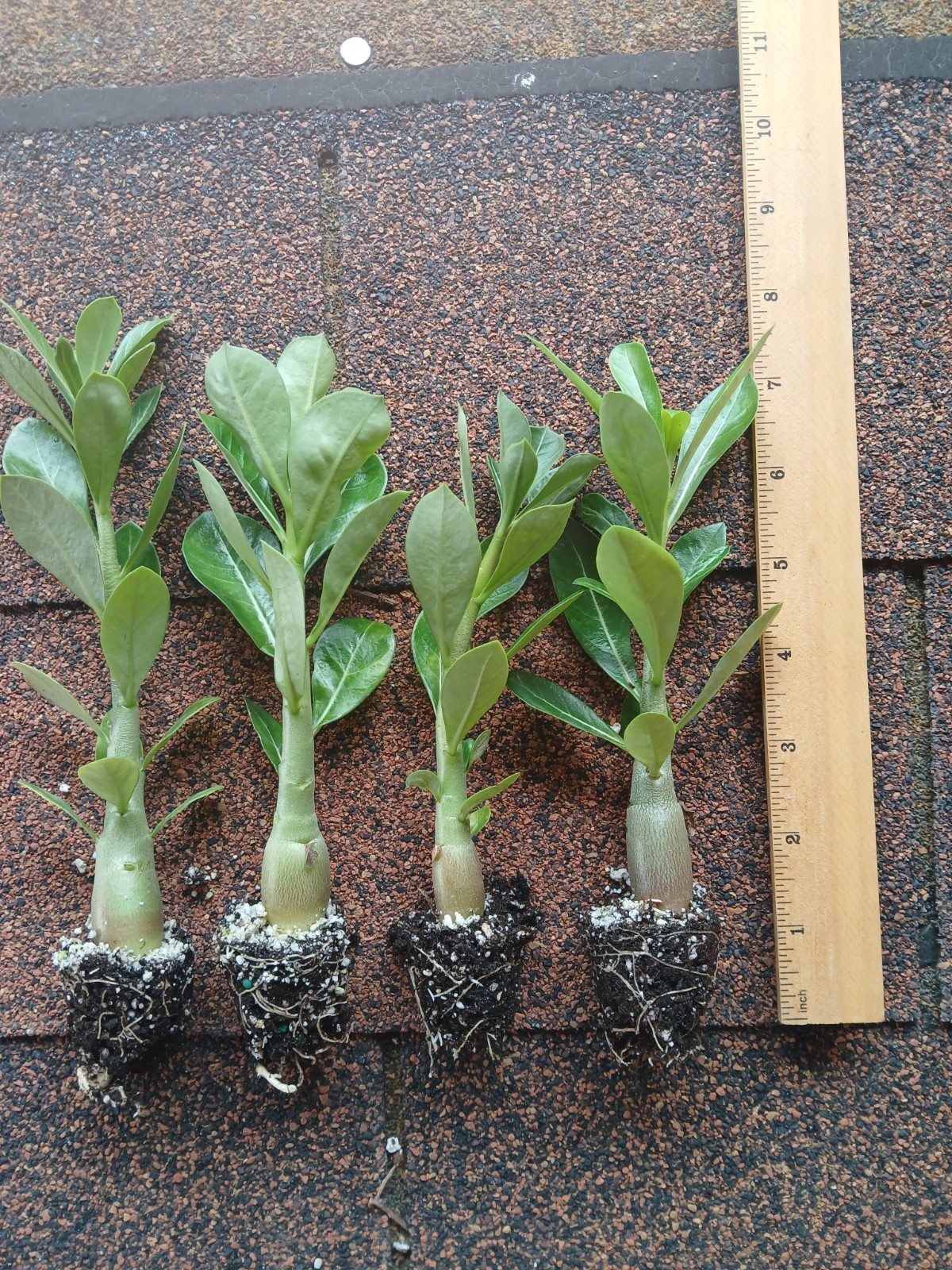 Desert Rose Live Plants, 4 Pack, Adenium Obesum, Mixed Color Blooms, Bulk Plants