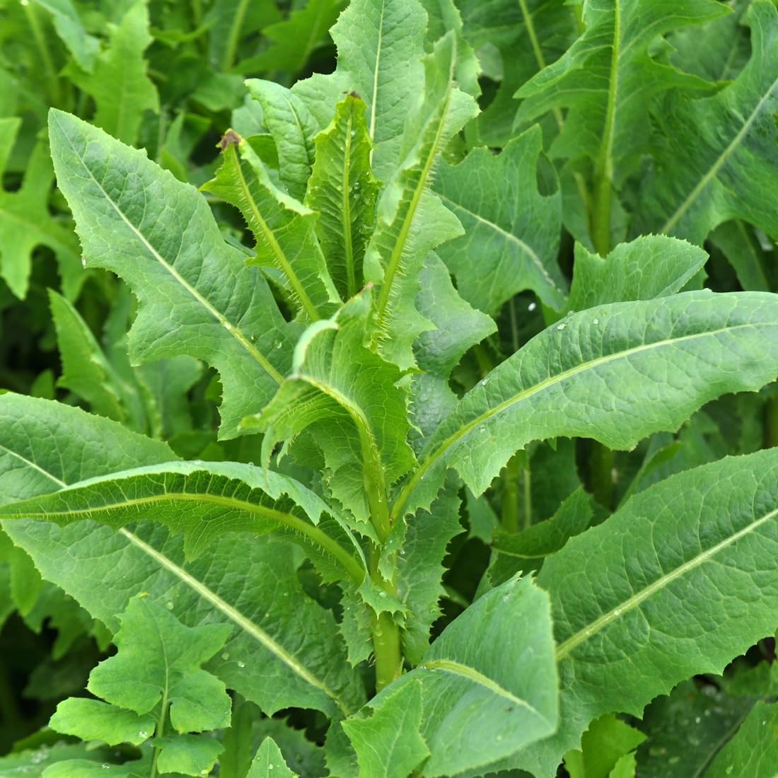 Wild Lettuce Seeds 50 Count – Non-GMO Heirloom, Open Pollinated Lactuca Virosa