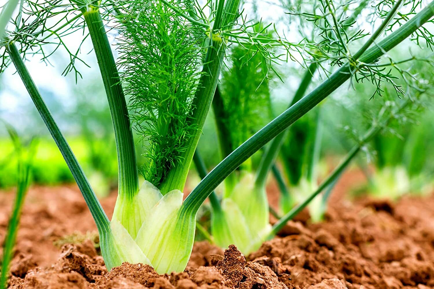 100 Fennel Seeds for Planting Preludio Fennel Bulbs for Cuisine