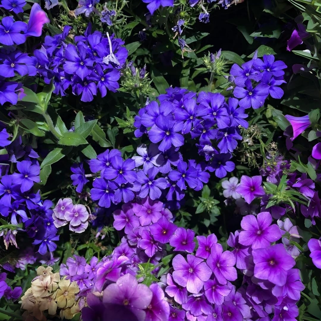 1000pcs/pack Phlox Seeds for Planting – Non-GMO, Heirloom Annual Phlox Flower…