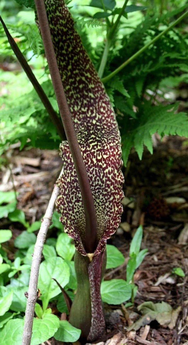 Saroumatum Venousum Indian Giant Form (ships potted) ~3-6 Inch Corms