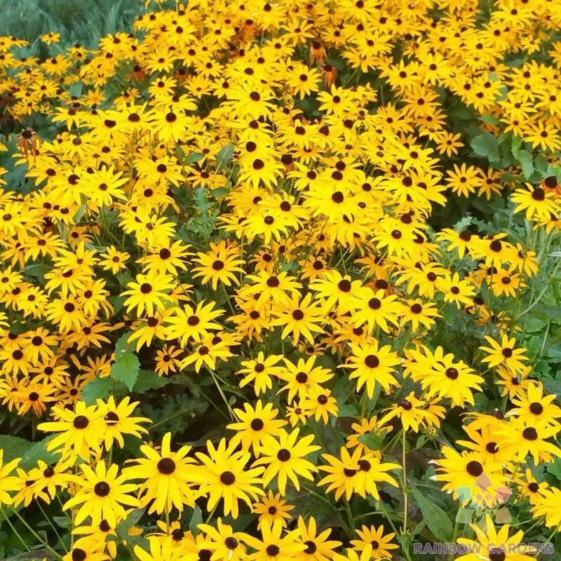 200+ Goldsturm Rudbeckia Seeds for Garden Planting – USA – FREE SHIPPING!