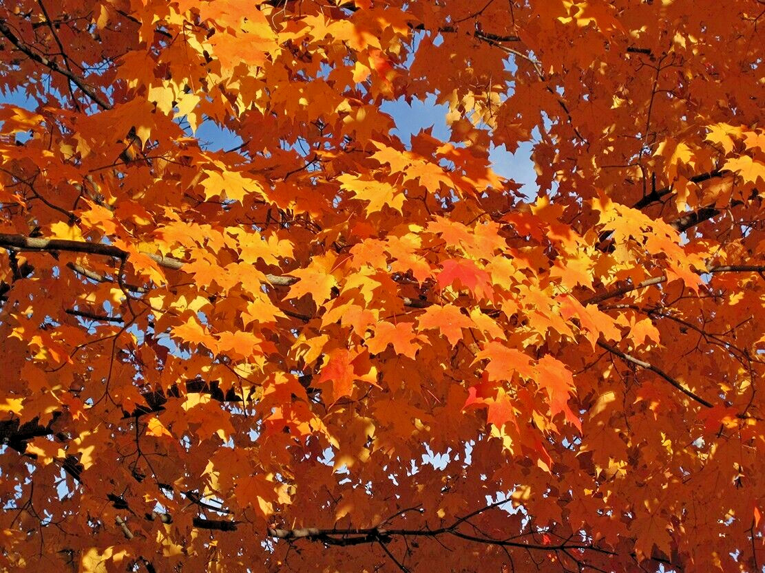 Southern Sugar Maple Tree | Premium Seeds | Acer saccharum ‘Summer’ | Plants’®