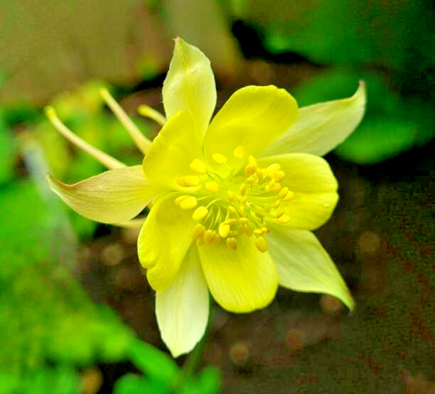 200 MCKANA GIANTS COLUMBINE SEED MIX | 2026 SALES FREE SHIPPING NON GMO