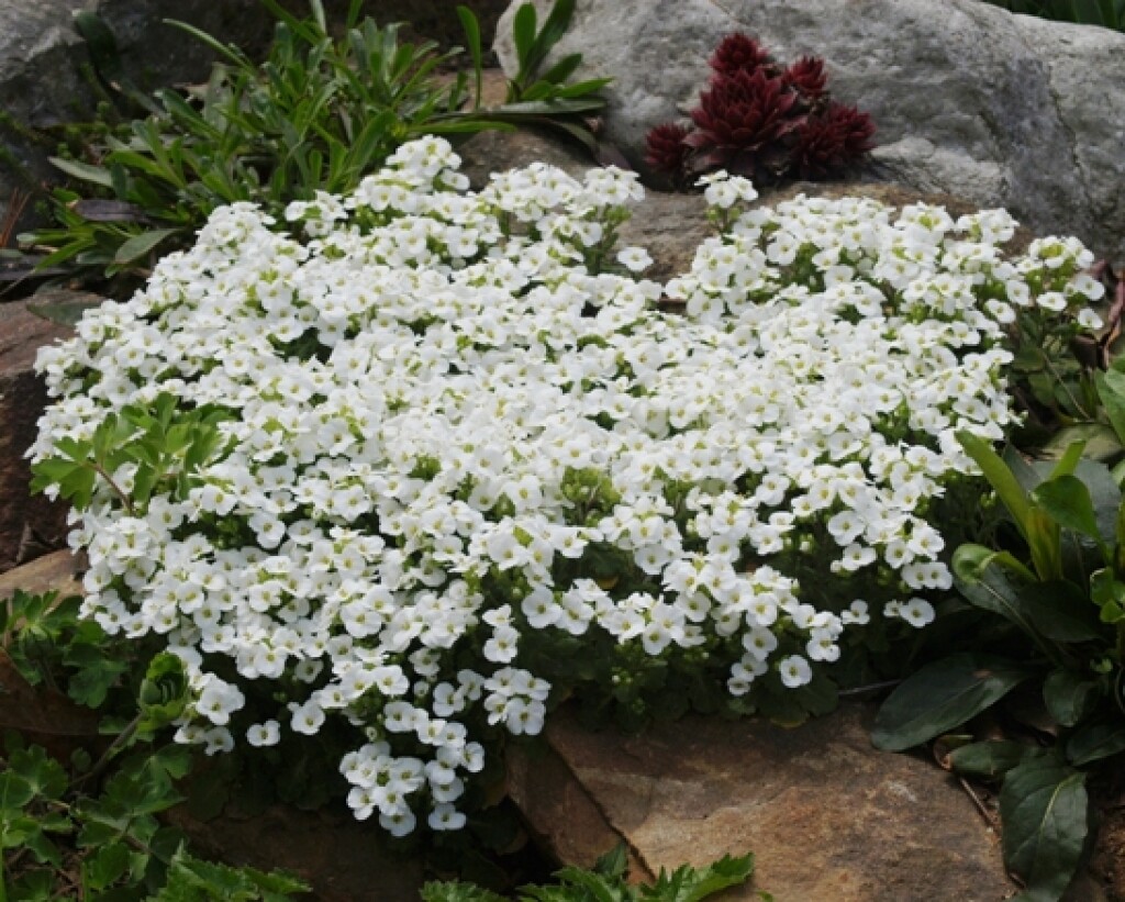465 SEEDS – rockcress WHITE ALPINE perennial flower GroCo- BUY ANY 15-SHIPS FREE