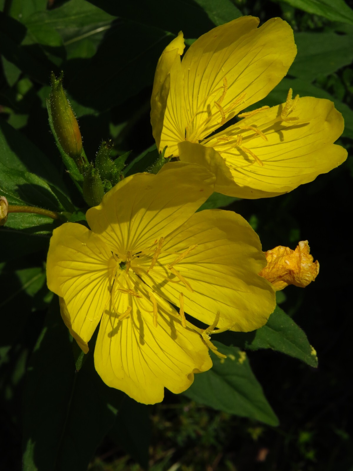 25 Common Evening Primrose Seeds, Yellow Flower Clusters.Perennial.