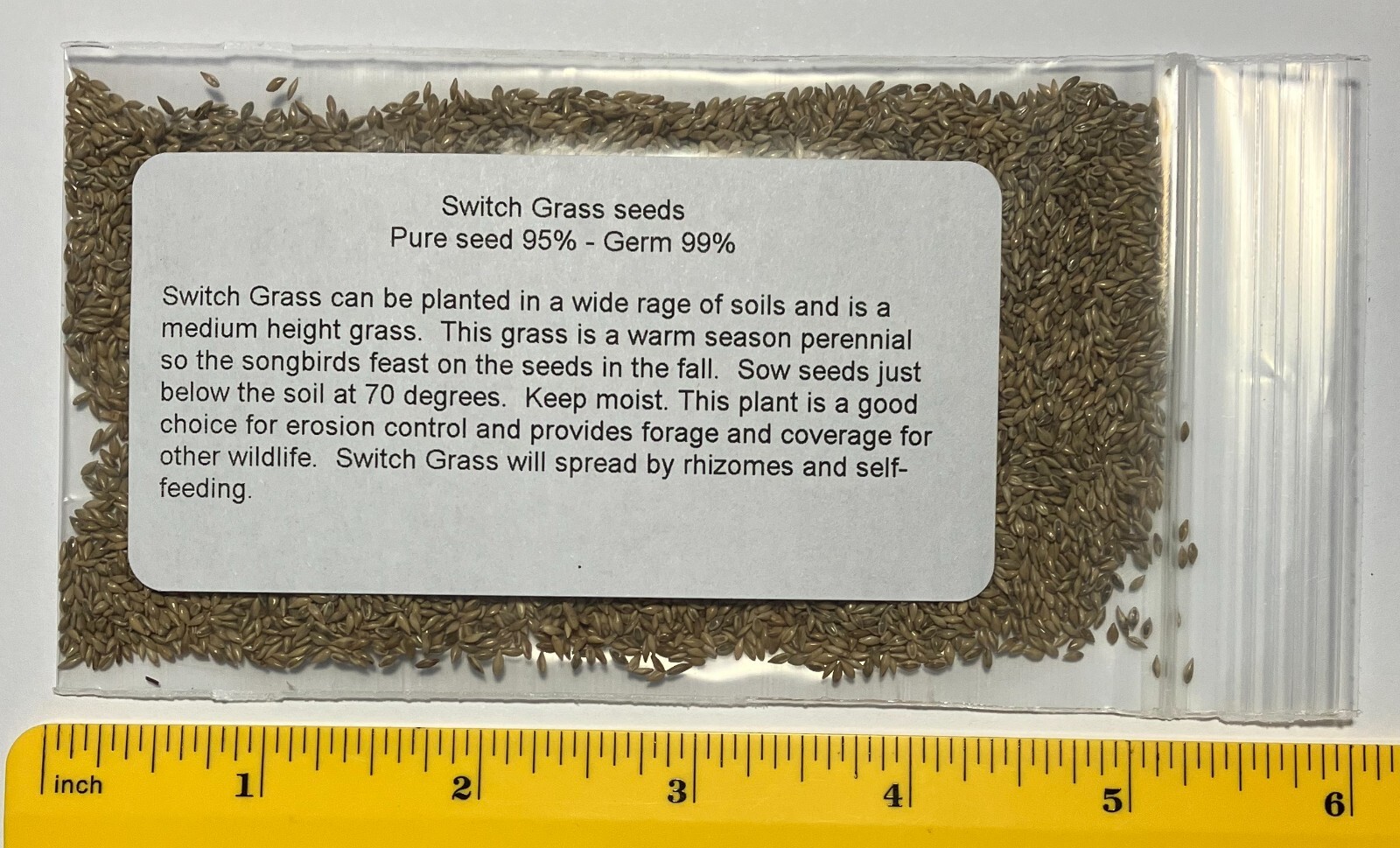 8000 + SWITCHGRASS Seeds Native Tall Grass Prairie Ornamental Perennial