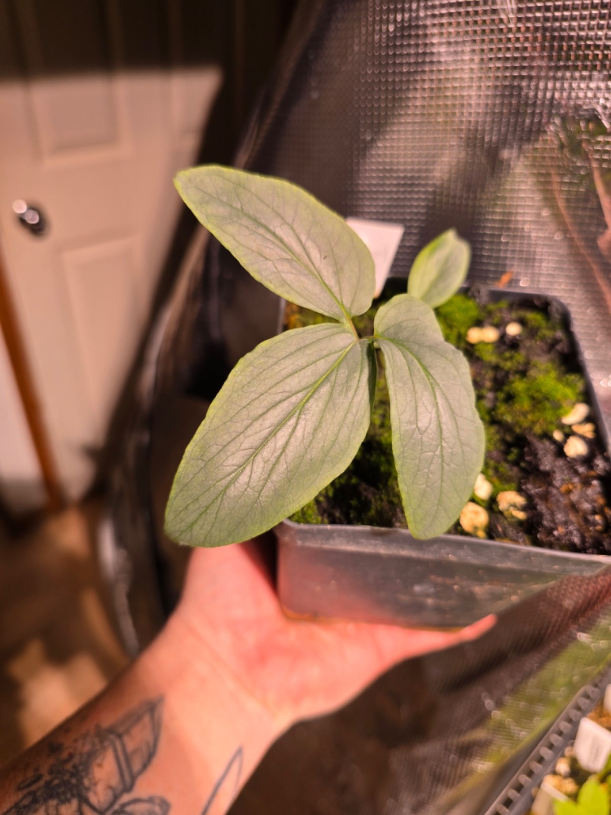 Typhonium laoticum AGA Pewter Leaf Tuber Rare Aroid Exotic Bulb Plant Flower Wow
