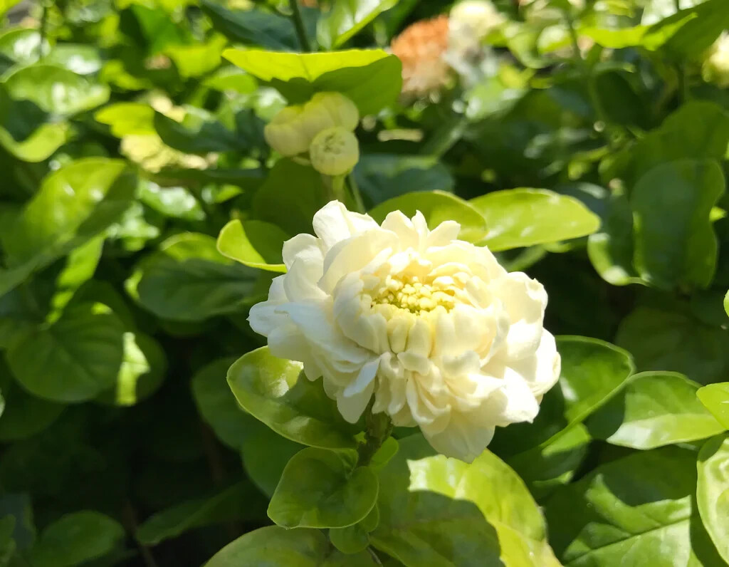 Grand Duke of Tuscany Jasmine~Jasminum Sambac~~SMALL Rooted STARTER Plant~