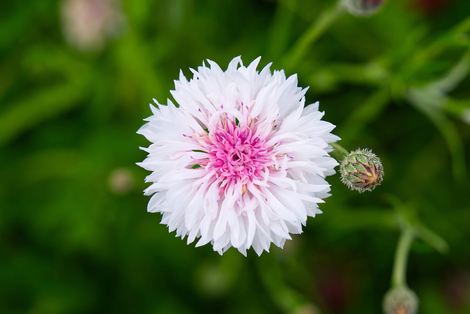 750 White BACHELOR’S BUTTON / CORNFLOWER Centaurea Cyanus Flower Seeds