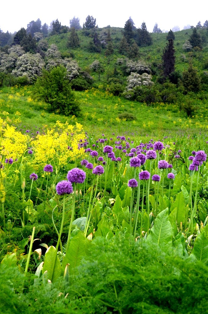 10 PURPLE SENSATION SEEDS (Allium aflatunense) LARGE 4-6″ FLOWERS Butterflies