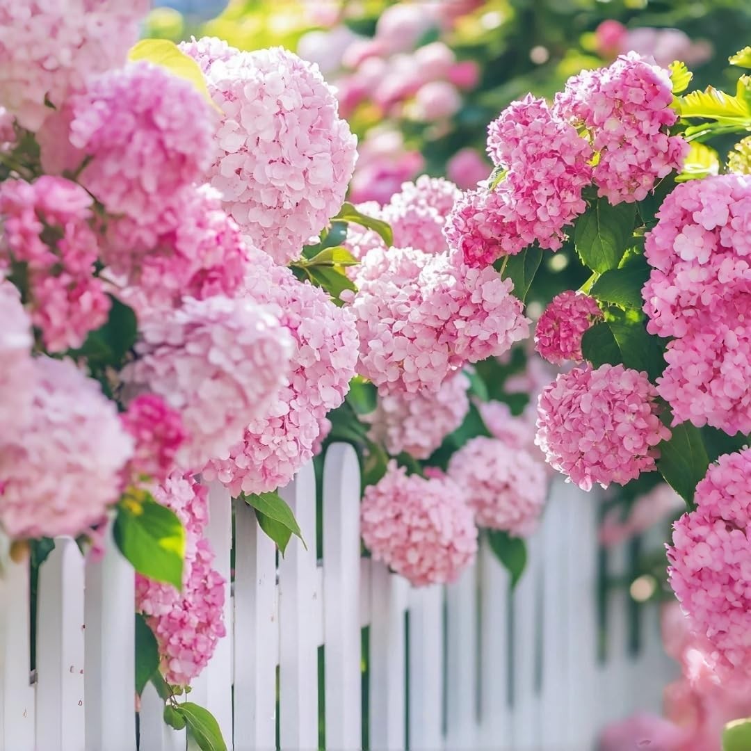 Hydrangea Seeds for Planting – 45pcs Large-Bloom Perennial Shrubs – Beautiful…