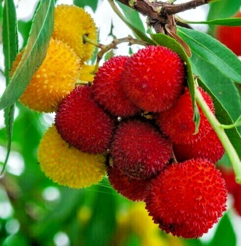 STRAWBERRY TREE SEEDS Arbutus Unedo Garden Fruit Plant Irish Killarney RARE!