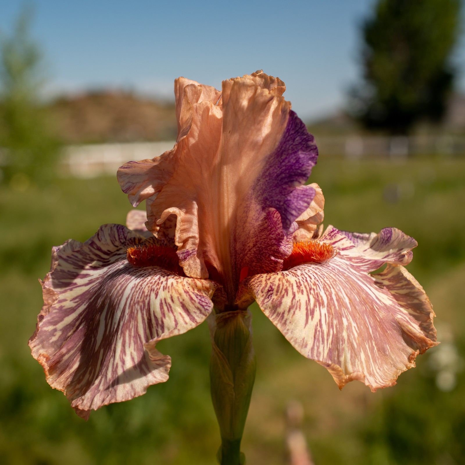 **BABOON BOTTOM** Tall Bearded Iris. Pre-Order, Combined Shipping: Jul – Sep