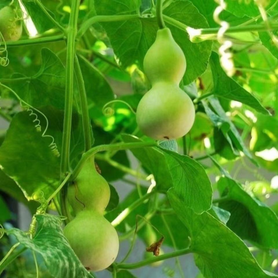 10+Bottle Gourd seeds Birdhouse Craft Calabash Asian Buddha Squash Vegetable USA