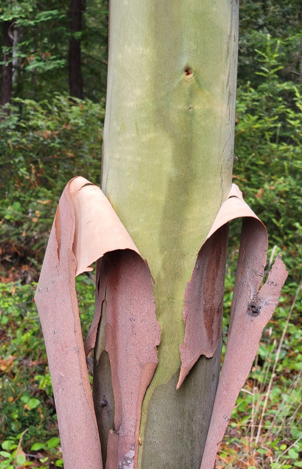 Eucalyptus regnans – Mountain Ash – Fresh Seeds – Extremely Rare in Cultivation!