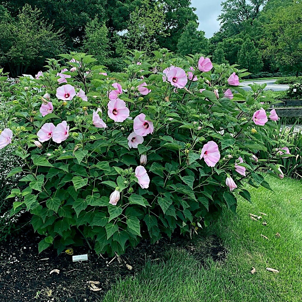 20 Pink Swamp Mallow Rose Seeds “LARGE FLOWER” Hardy Hibiscus Fast Garden Plant