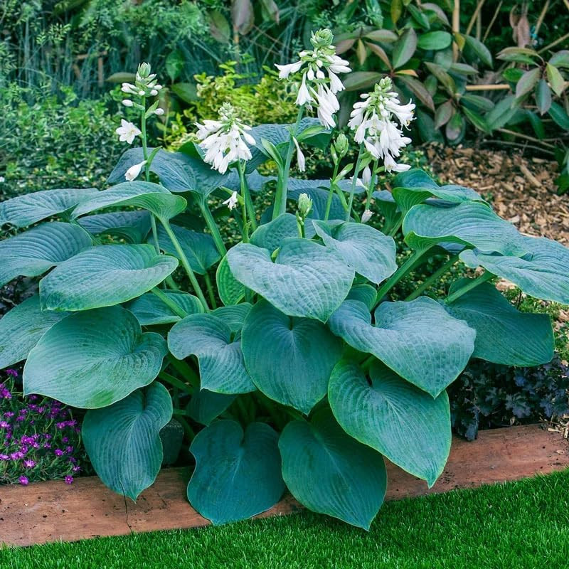 290+ USA PERMIUM Giant Hosta Seeds for Planting Indoor Outdoor-Non GMO Heirloom