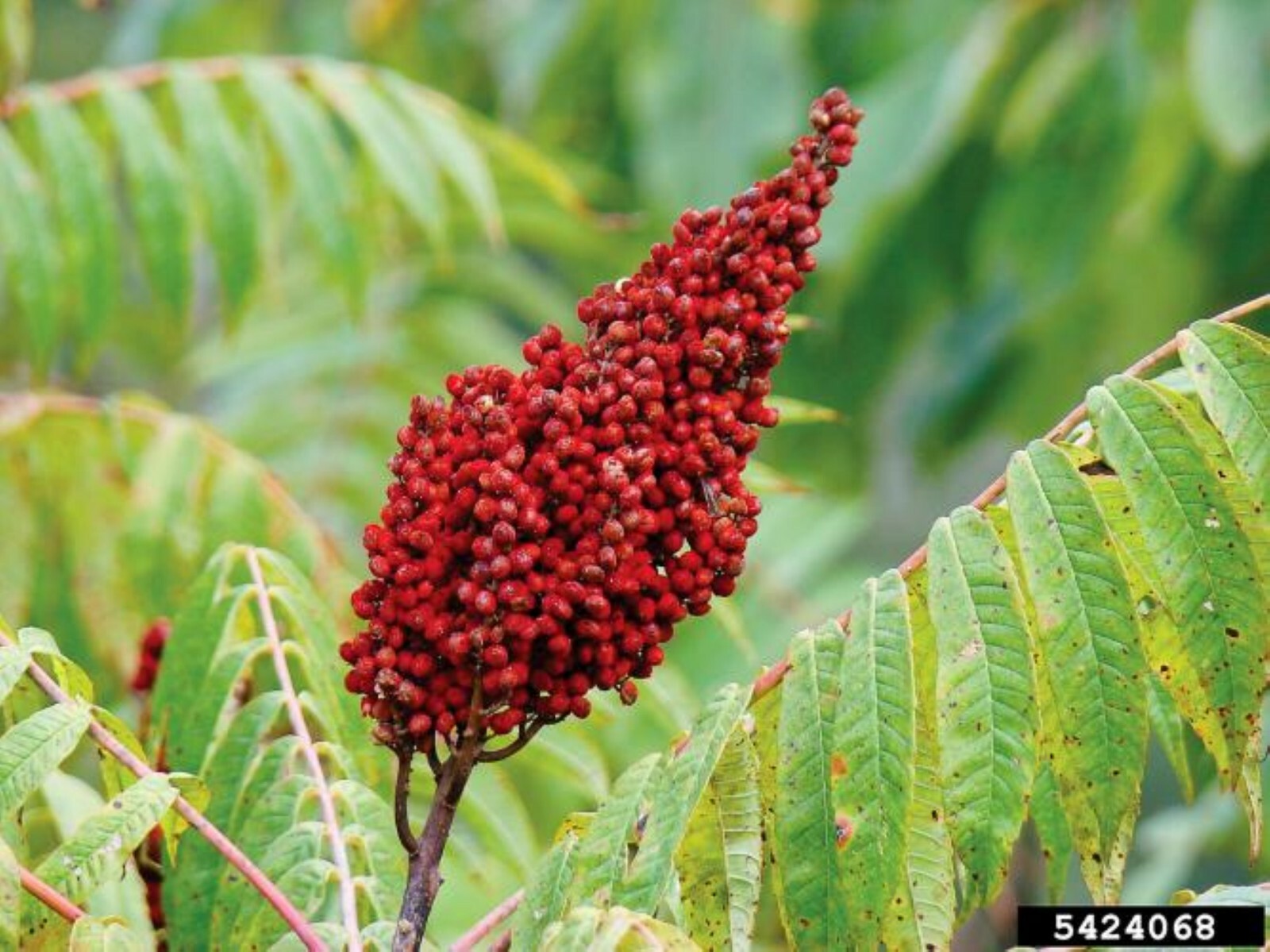 Smooth sumac (Rhus glabra) 1-2 year old plant, well rooted