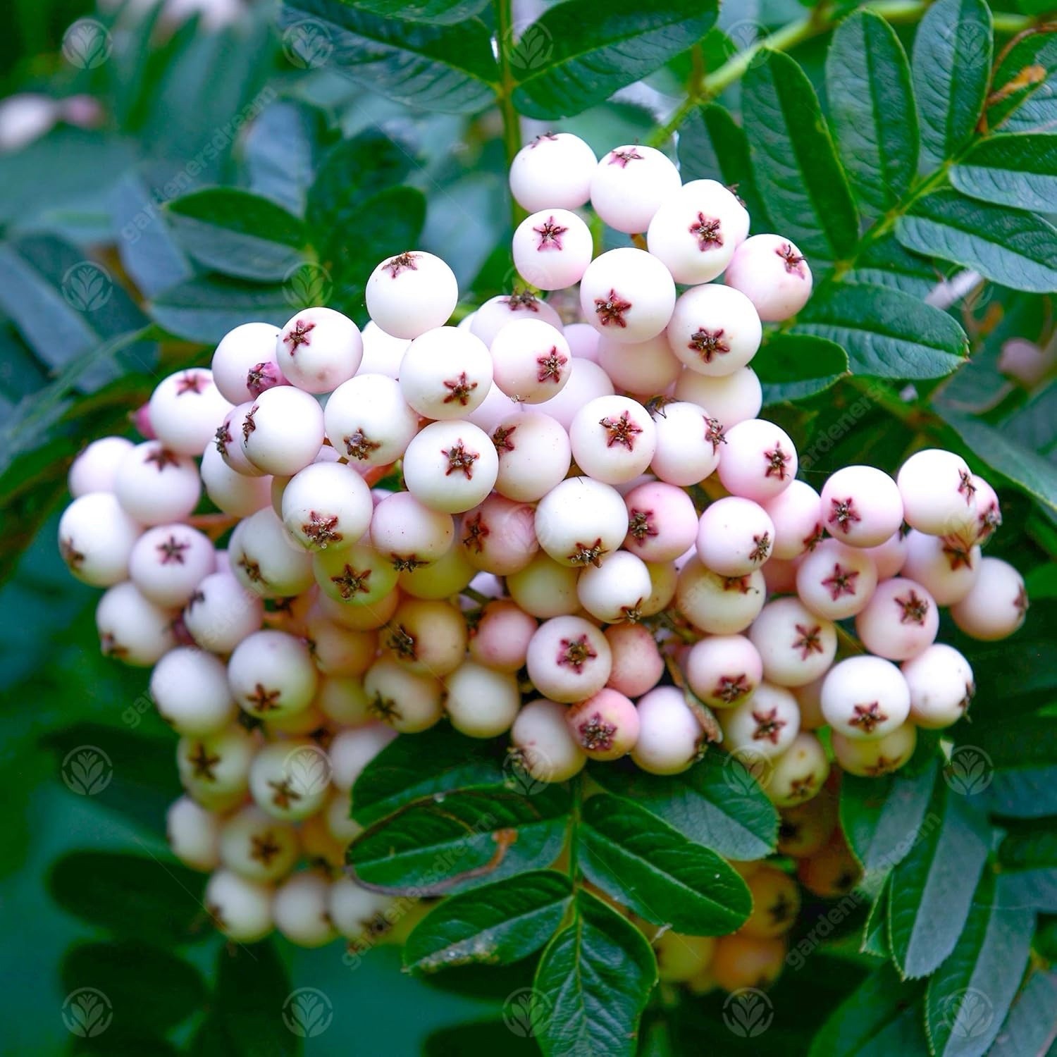 1 yo 6-12” tall Sorbus Cashmiriana Kashmir Rowan Tree white fruits grafted plant