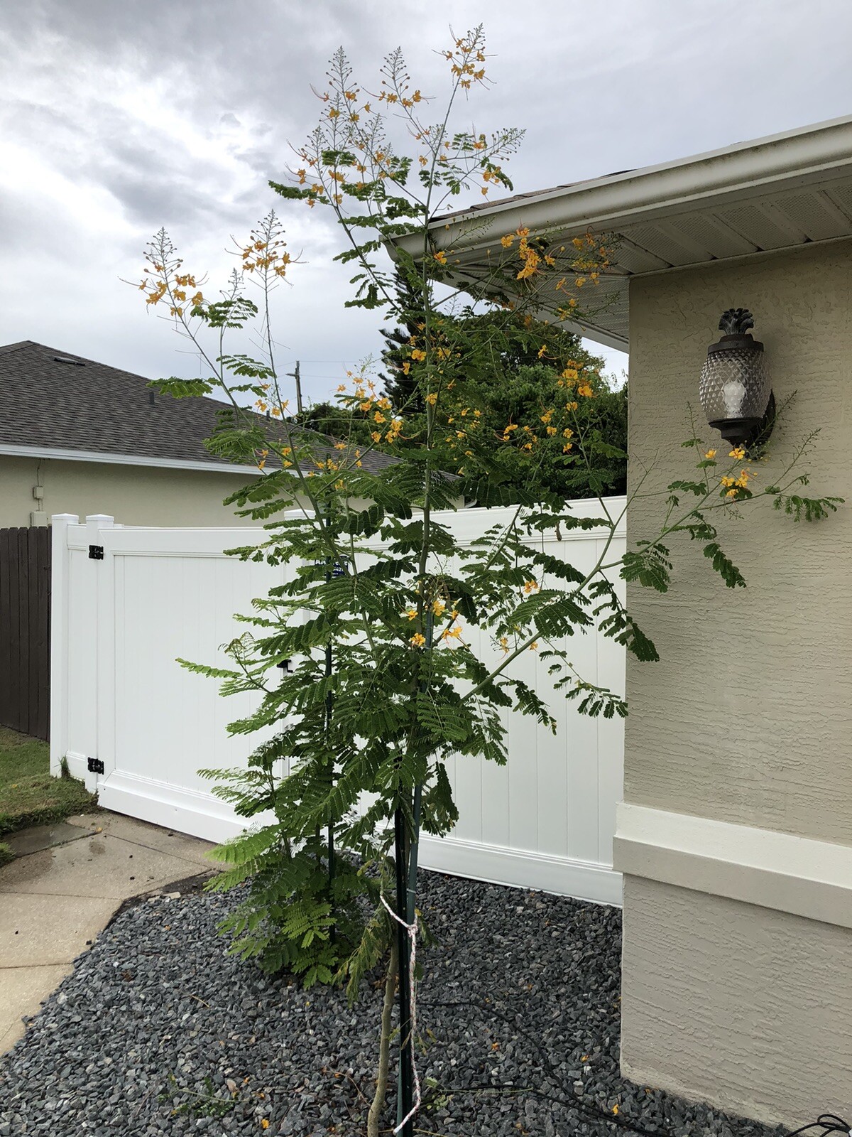 10 seeds Yellow Caesalpinia Pulcherrima PRIDE OF BARBADOS BIRD OF PARADISE
