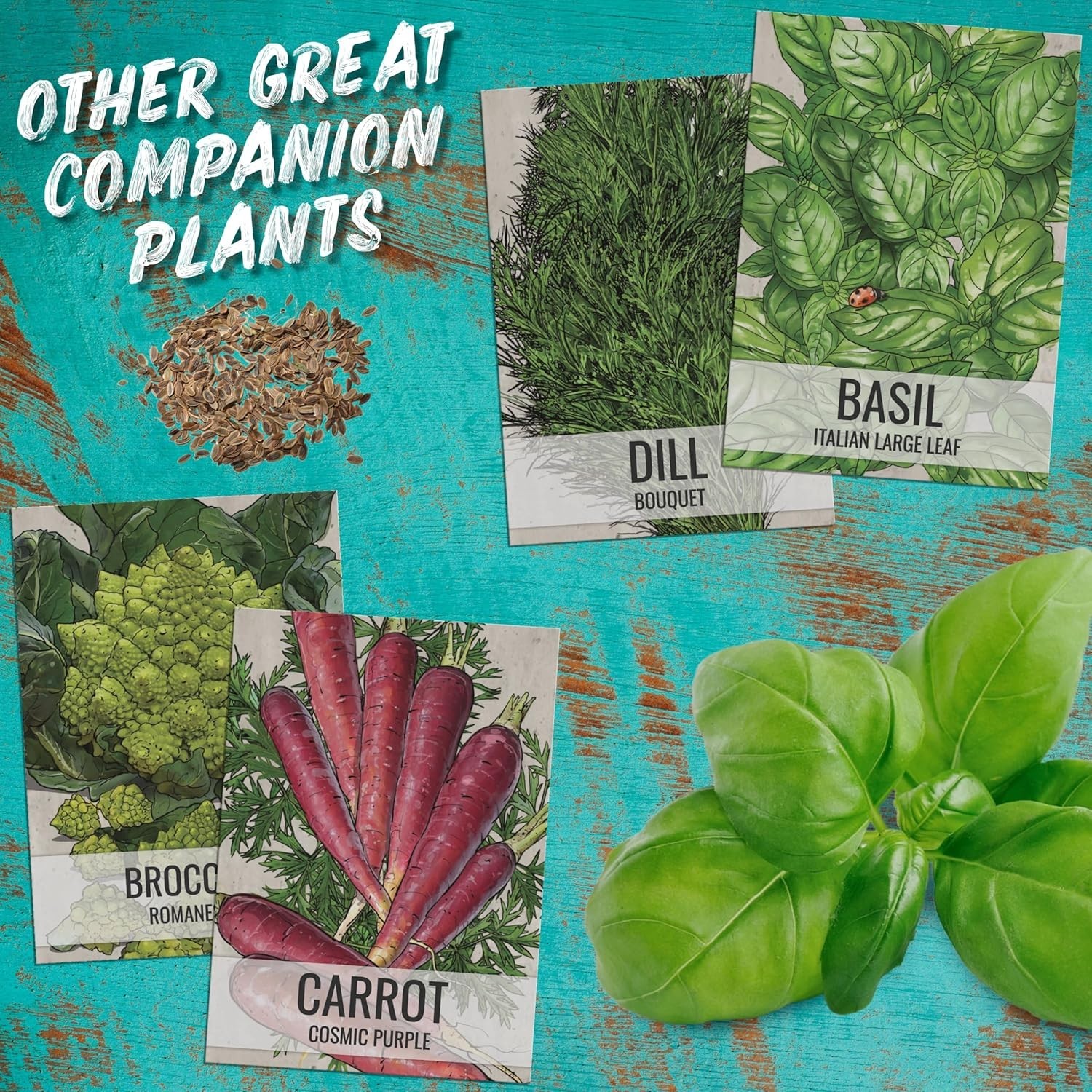 Seed Needs Cilantro Seeds – 1.5 Ounce Bulk Package Coriander Seed