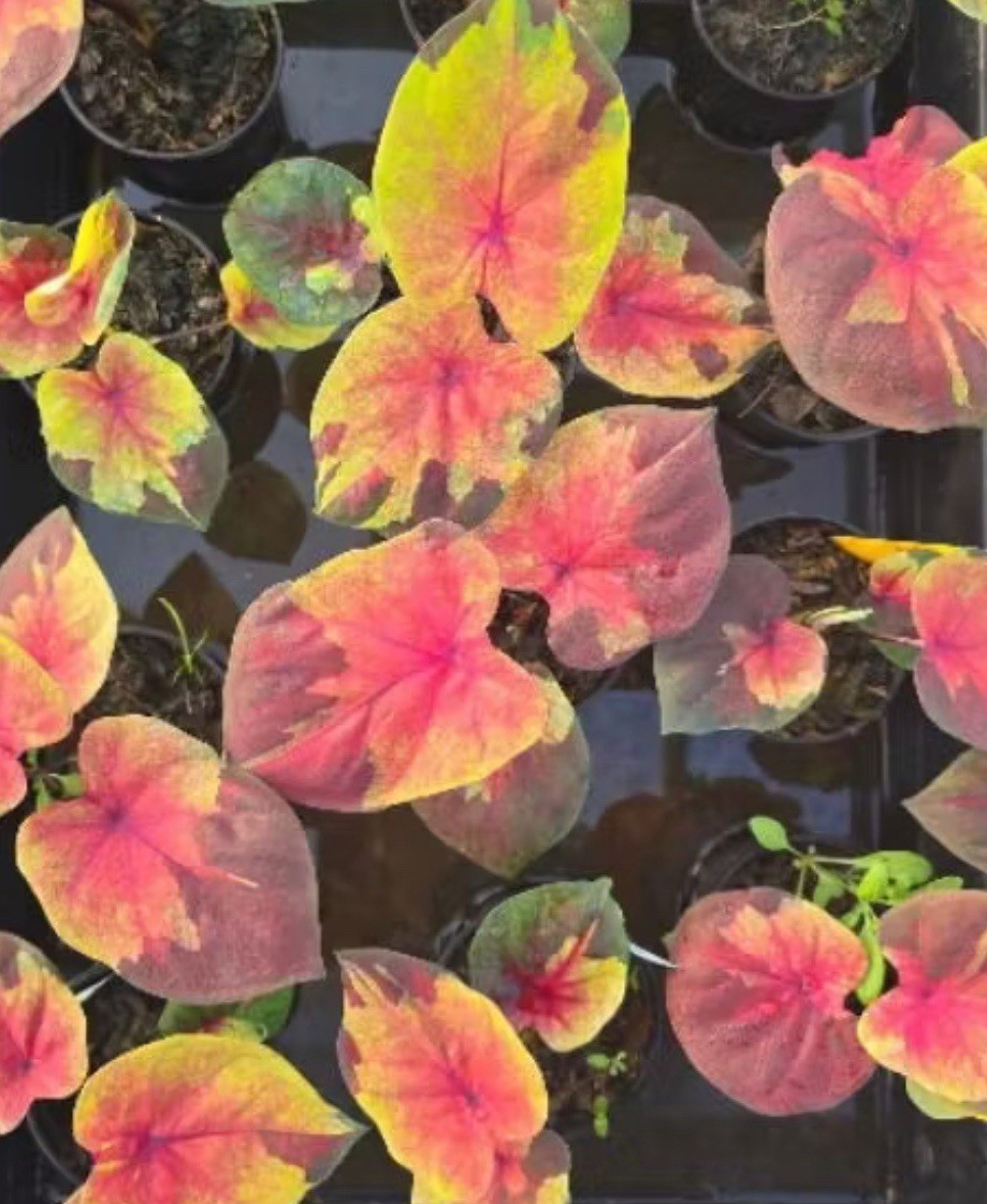 AUTHENTIC Caladium Sunset Sky 1 bulbs