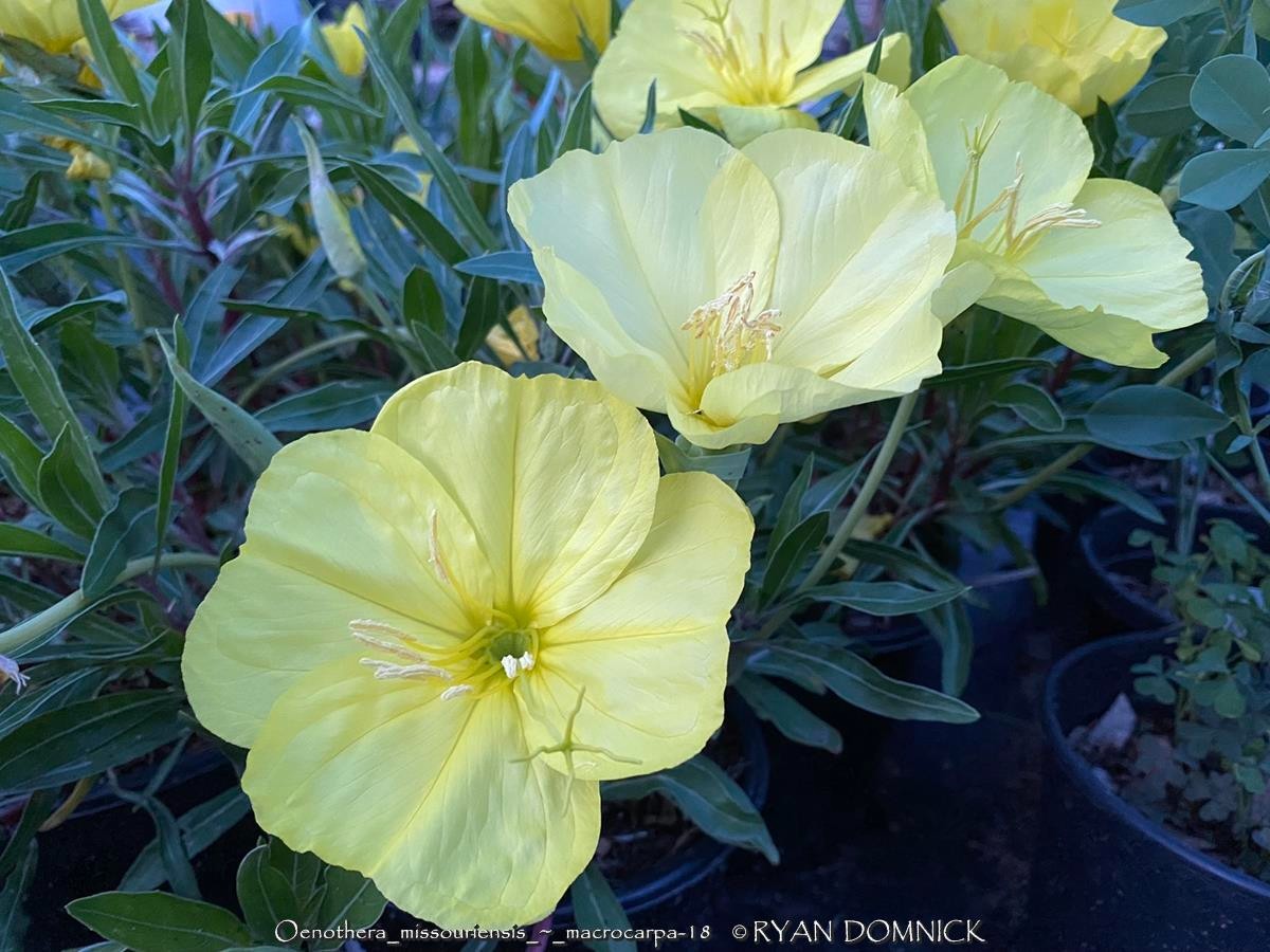 BULK SEEDS!…Oenothera missouriensis/macrocarpa..Missouri Primrose..QTY/bag=250