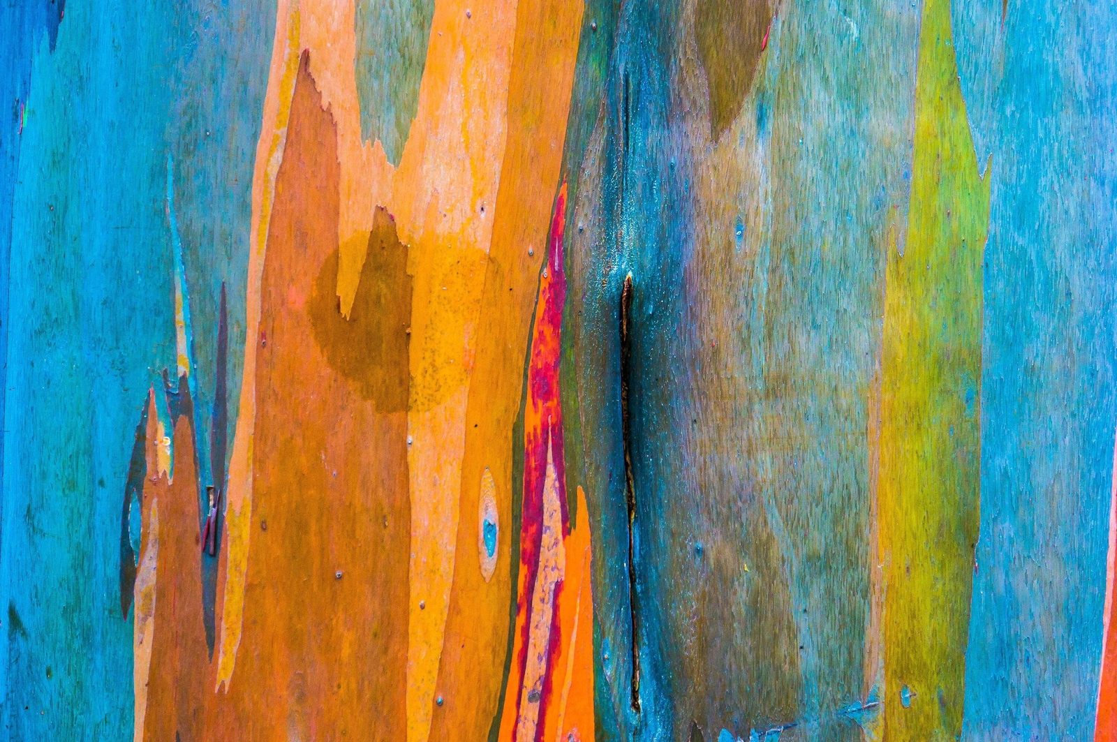 50 RAINBOW EUCALYPTUS Deglupta Gum Multicolor Bark Tree Seeds