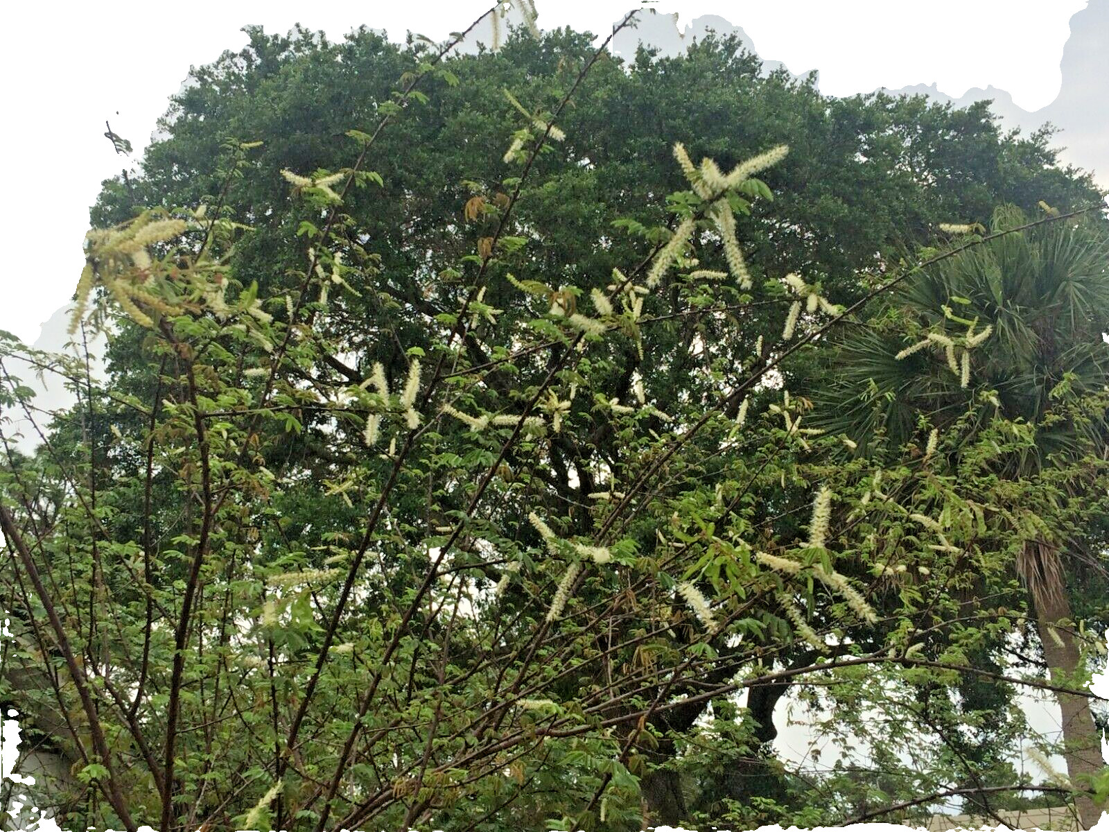 Mimosa Tenuiflora Seeds (not in pods) – 20 Seeds – 2024 Season