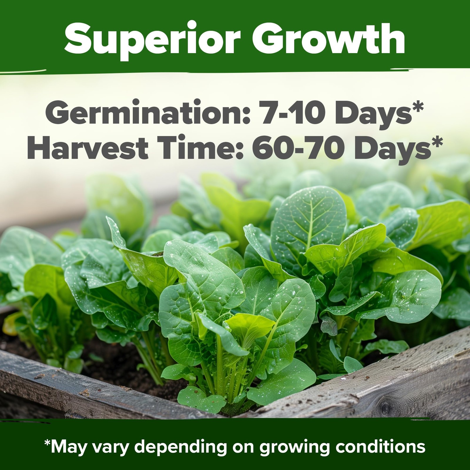 Heirloom Romaine Lettuce Seeds – 3,500+ NonGMO, High Germination, Crisp Heads
