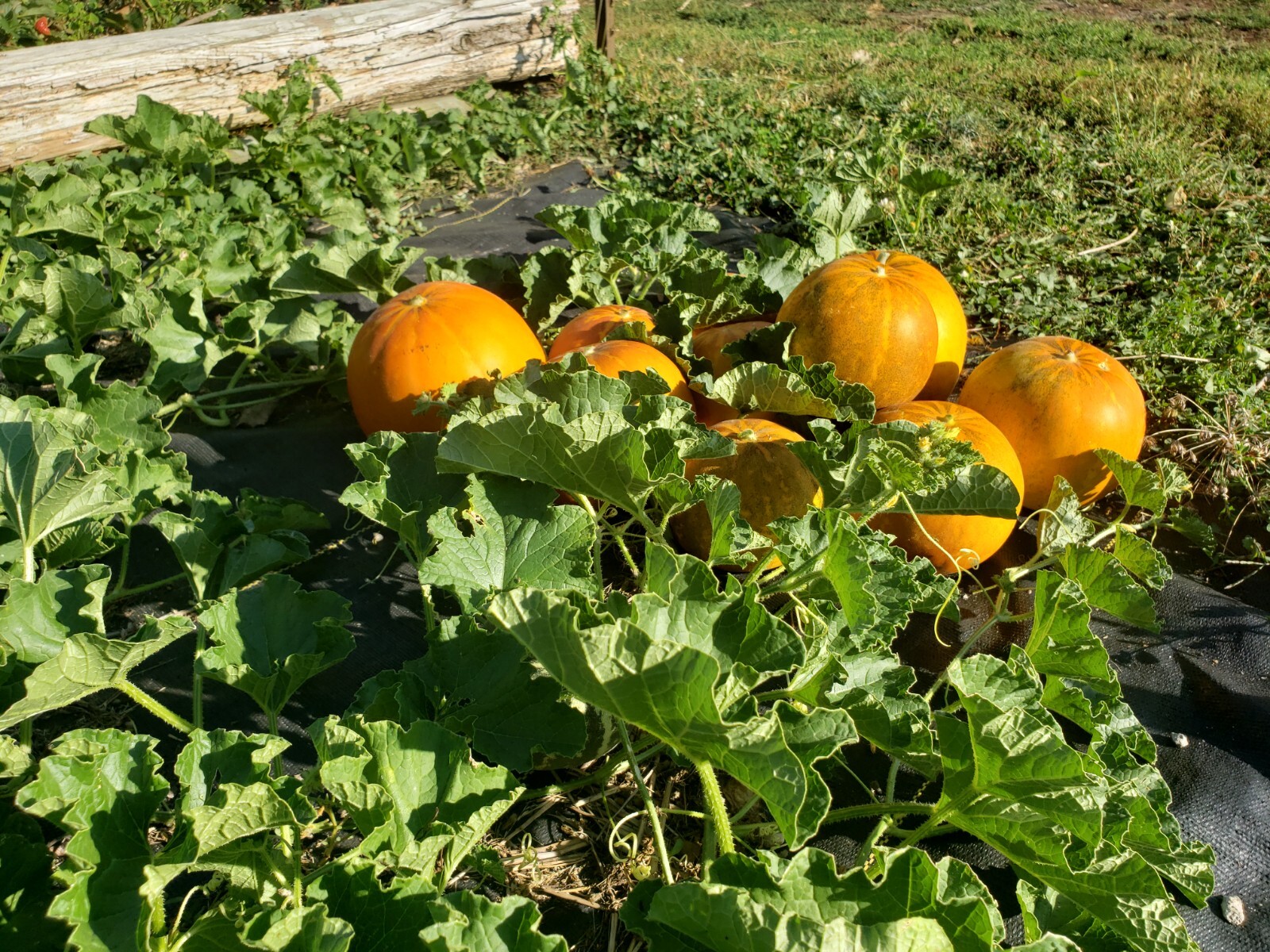 White Lion Green Orange Fleshed Melon Seeds! RARE Small Sweet Heirloom -Tracking