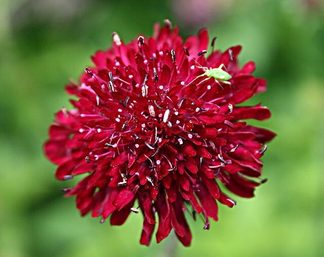 RED KNAUTIA, 110 SEEDS, *EZ TO GROW*