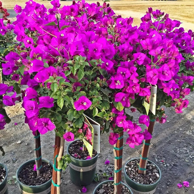 Multicolor Bougainvillea, Trangular Plum-South American Jasmine 50 Seeds , Strik