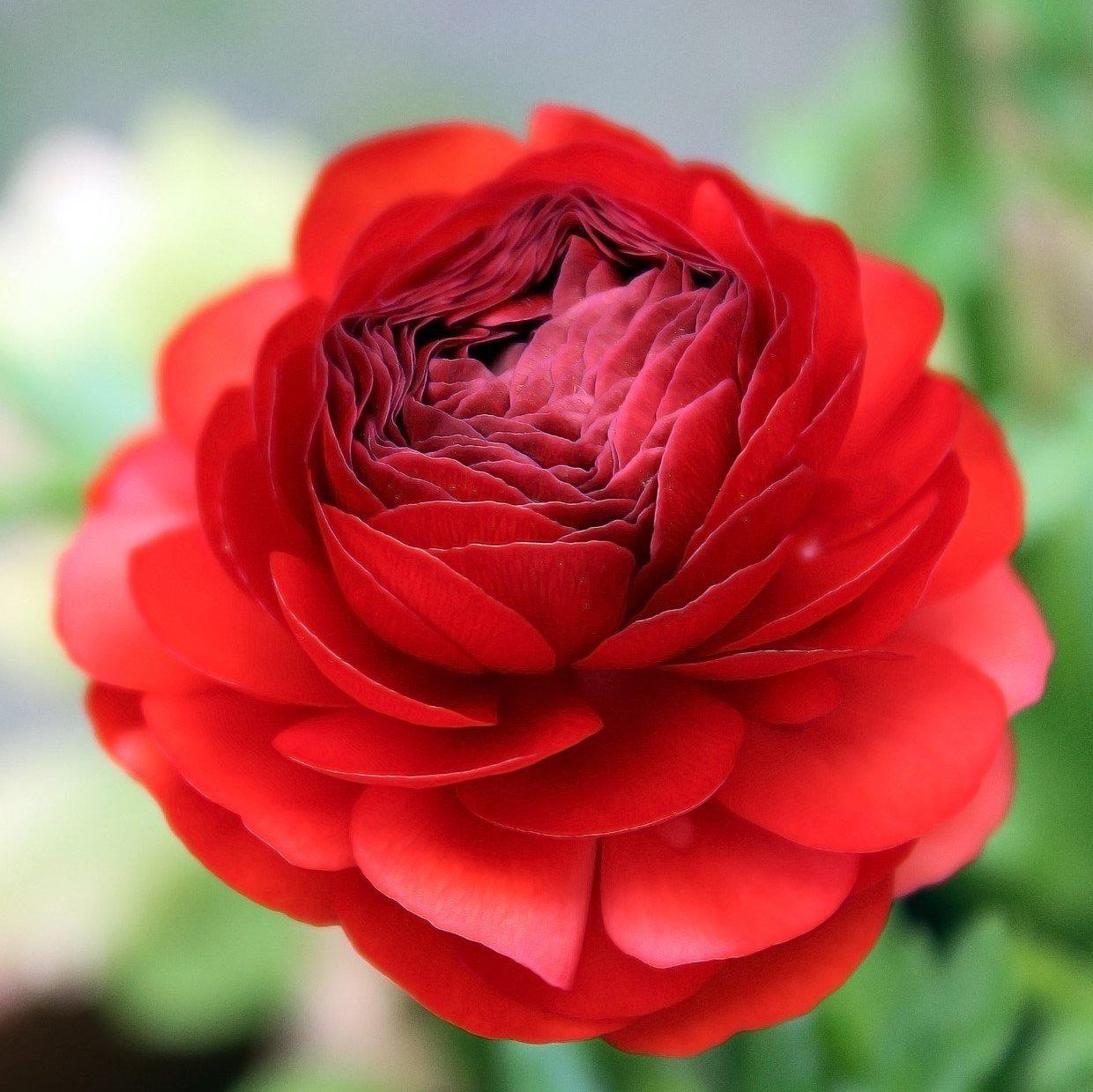 Ranunculus Buttercup Red 10 Flower Bulbs – Spring Red Blooms Temperate Sun