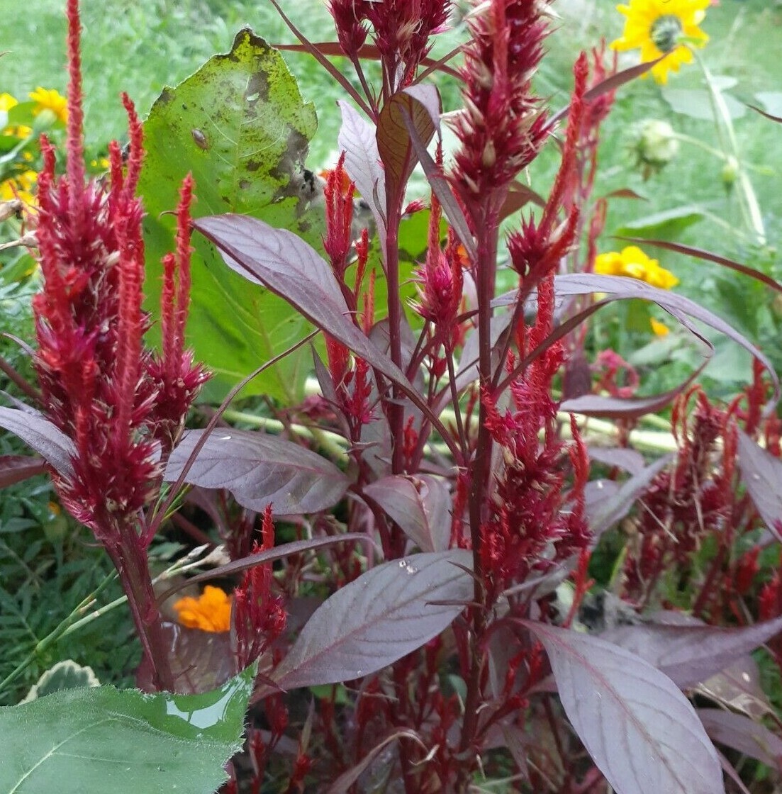 celosia pampas plume, feather mix 25+ Seeds