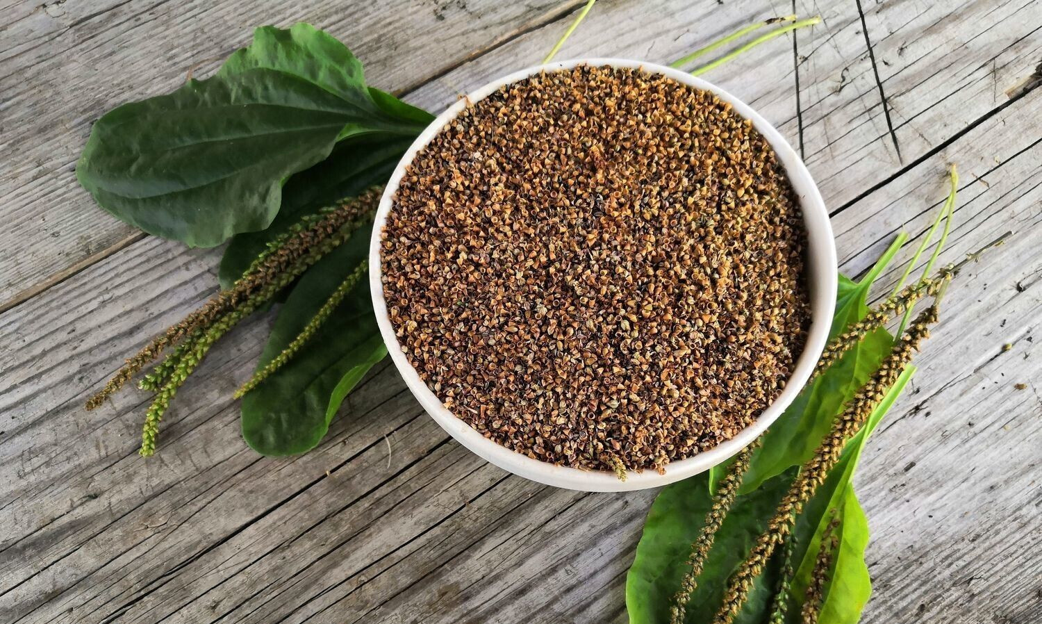 Common Plantain 500+ seeds clean
