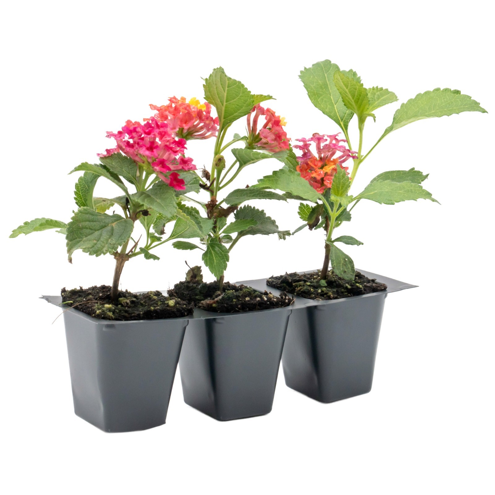Irene Lantana in 2.5” Nursery Cubes (Lantana camara ‘Irene’) | Flowering Plants