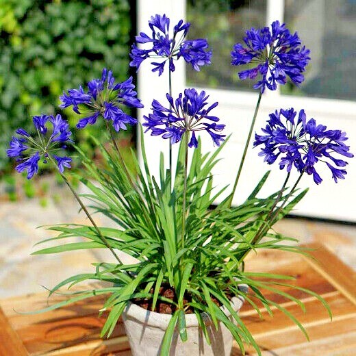 25 Dwarf Blue Lily of The Nile Flower Seeds Agapanthus “Peter Pan” House Plant