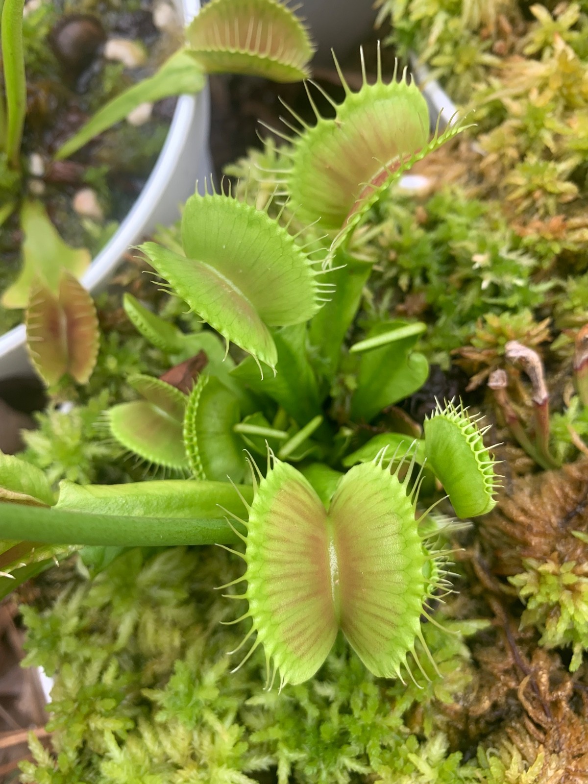 100+ Venus Flytrap seeds + Maxsea plant food