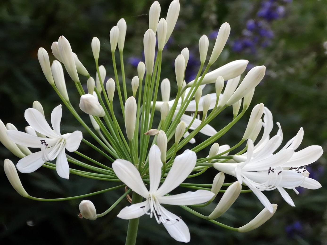 White Lily of the Nile Agapanthus Getty White Seeds Free Shipping!